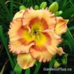 fruity kiss daylily