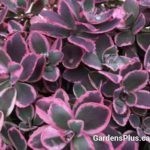 sedum dream dazzler