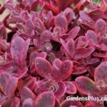 sedum wildfire