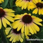 yellow rainbow marcella coneflower