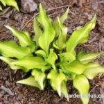 Cracker Crumbs Hosta