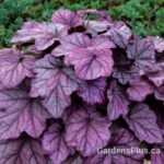 Heuchera Pink Panther