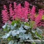 Heuchera Spearmint