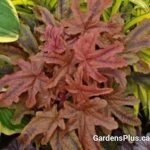 Heucherella Red Rover