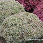 Sedum Bundle of Joy