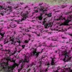 Superstar Sedum