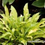 Hosta pineapple upside down cake