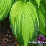 First Dance Hosta