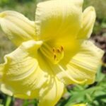 Going Bananas daylily
