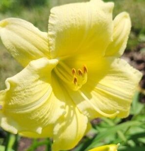 Going Bananas daylily