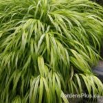 hakonechloa aureo grass