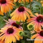 Coneflower/Echinacea