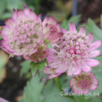 astrantia star of beauty