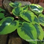 tootie mae hosta