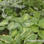 New Hosta Mix