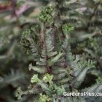 Crested Surf fern