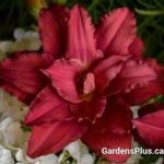 Double Pardon Me Daylily