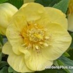 California Dreaming Helleborus
