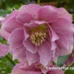 Wedding Crasher Helleborus