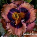 Hungry Eyes Daylily