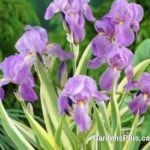 Iris pallida Aurea Variegata