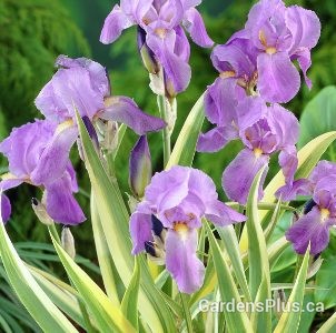 Iris pallida Aurea Variegata