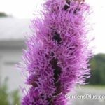 Liatris Kobold Purple