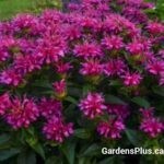 Pardon My Purple Monarda didyma