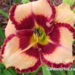 Lies and Lipstick Daylily