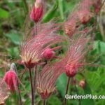 prairie smoke plant