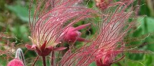 prairie smoke plant