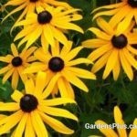 Black Eyed Susan