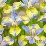 Siberian Iris sibirica 'Tipped in Blue'