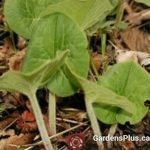 Wild Ginger ground cover