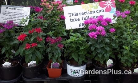 Bee Balm Area