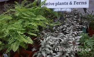 Ferns and other Natives