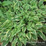 Hosta Hush Puppy