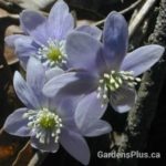 Hepatica sharp lobed