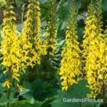 Ligularia