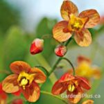 Orange Queen Epimedium