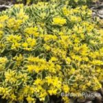 Sedum Boogie Woogie