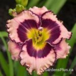 Sound of My Heart Daylily