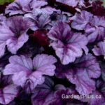 Heuchera Wildberry