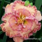 Dressed in Ruffles daylily