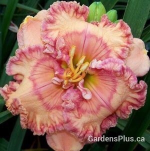 Dressed in Ruffles daylily