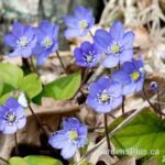 Hepatica nobilis