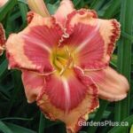 Lake of Fire daylily