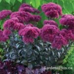 Thunderhead Sedum