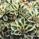 Sedum