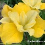 Iris sibirica Sunfisher